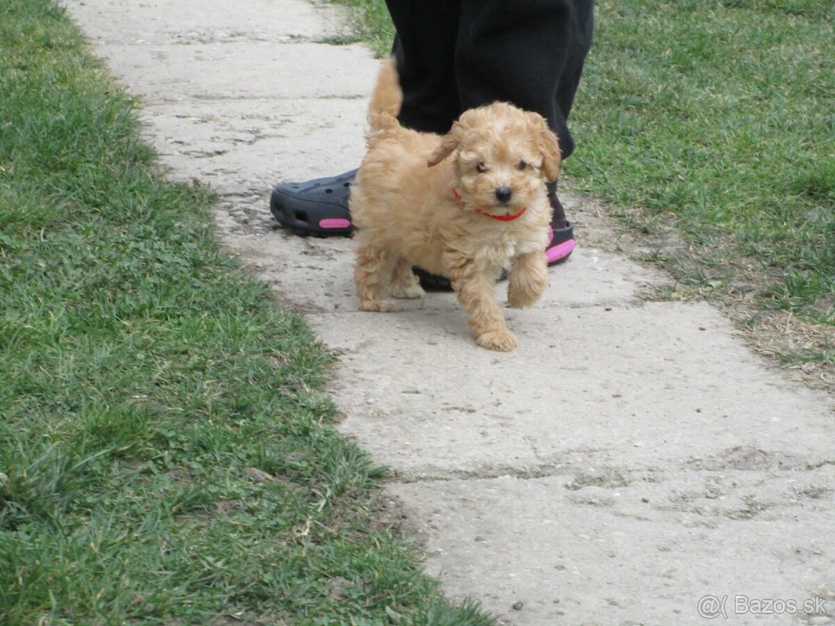 Pudel toy apricot white - 9