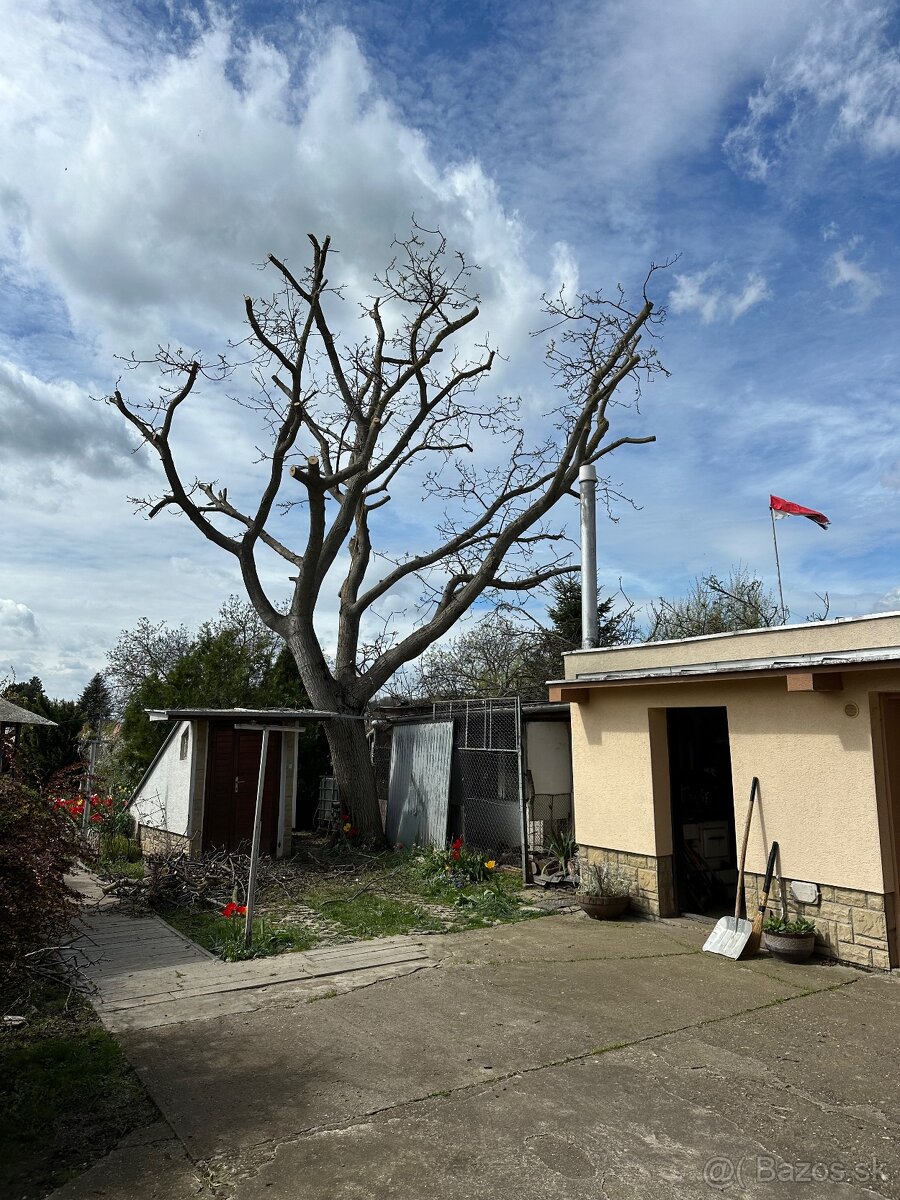 Výrub a orez stromov/Arboristika - 9