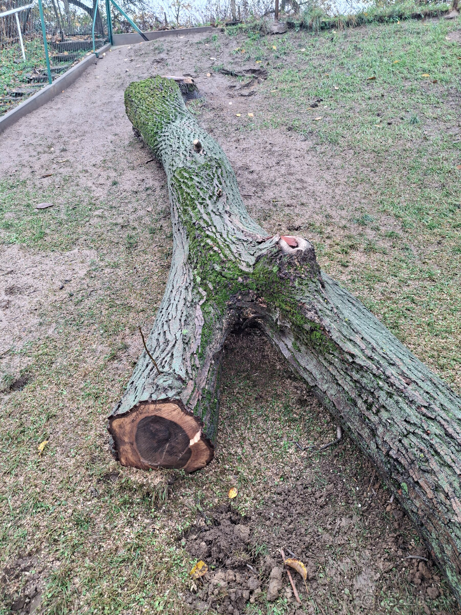 Orech kmeň guľatina priemer70cm - 30/35cm dlzka 7.8m + klaty - 9