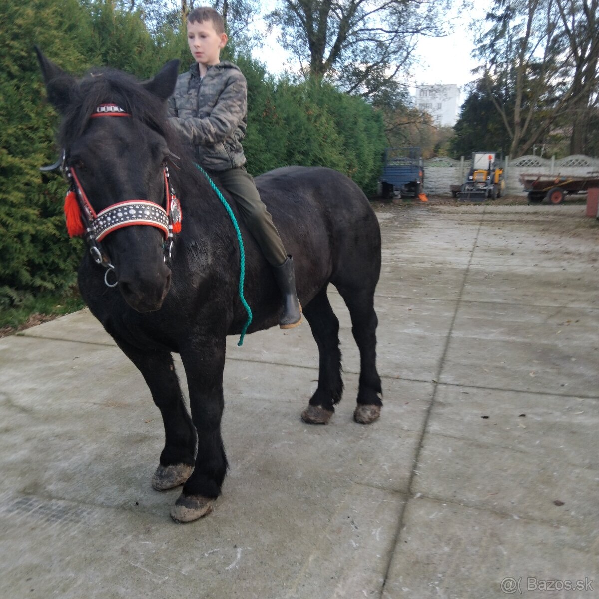 Sprzedam walacha karego - 9