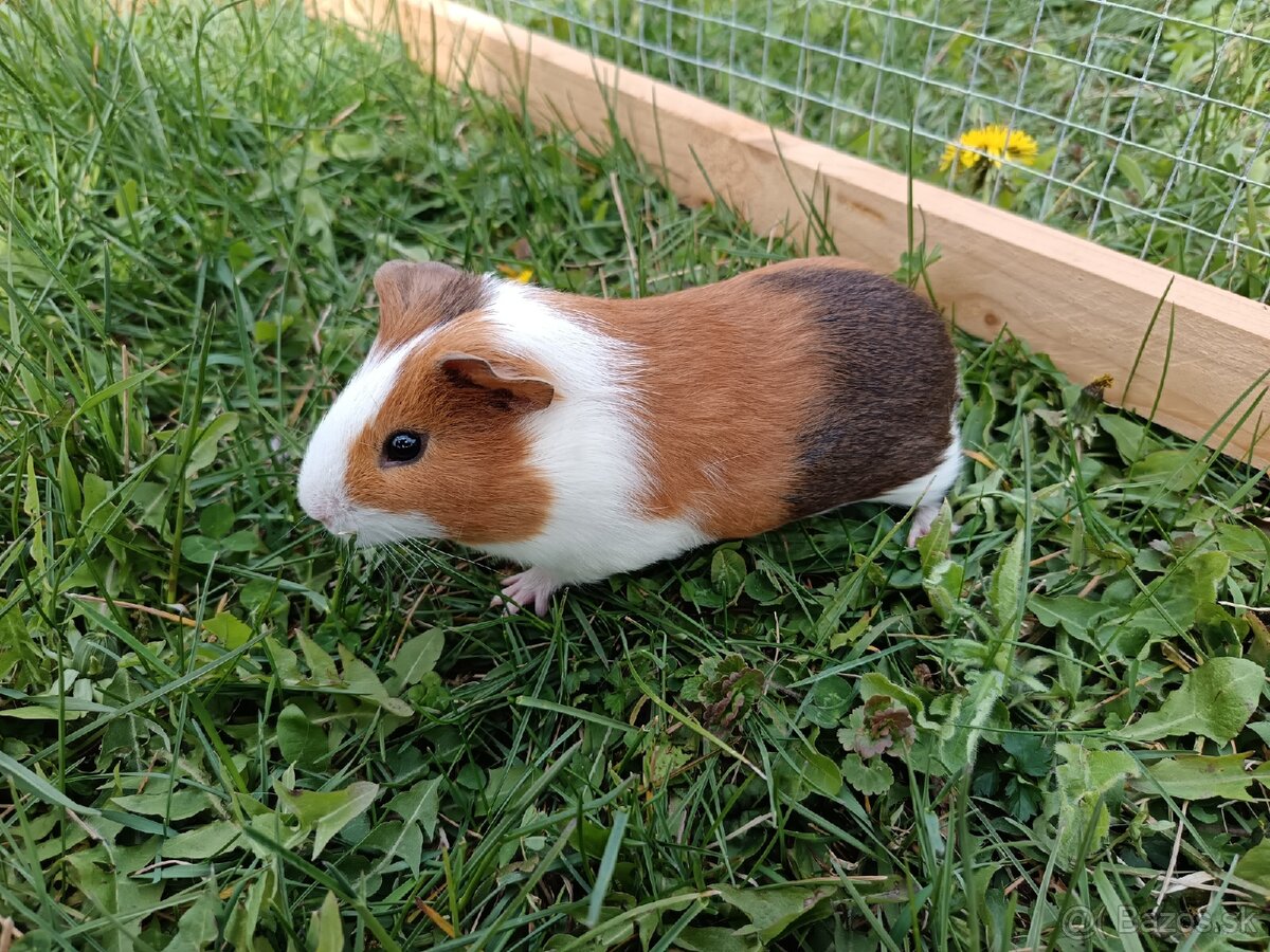 Predám morčatá - 9