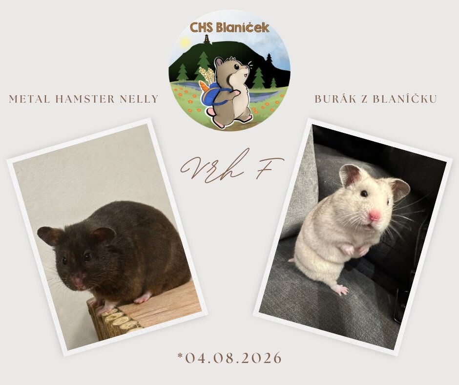Křeček syrský s PP - sameček Ferdinand - 9