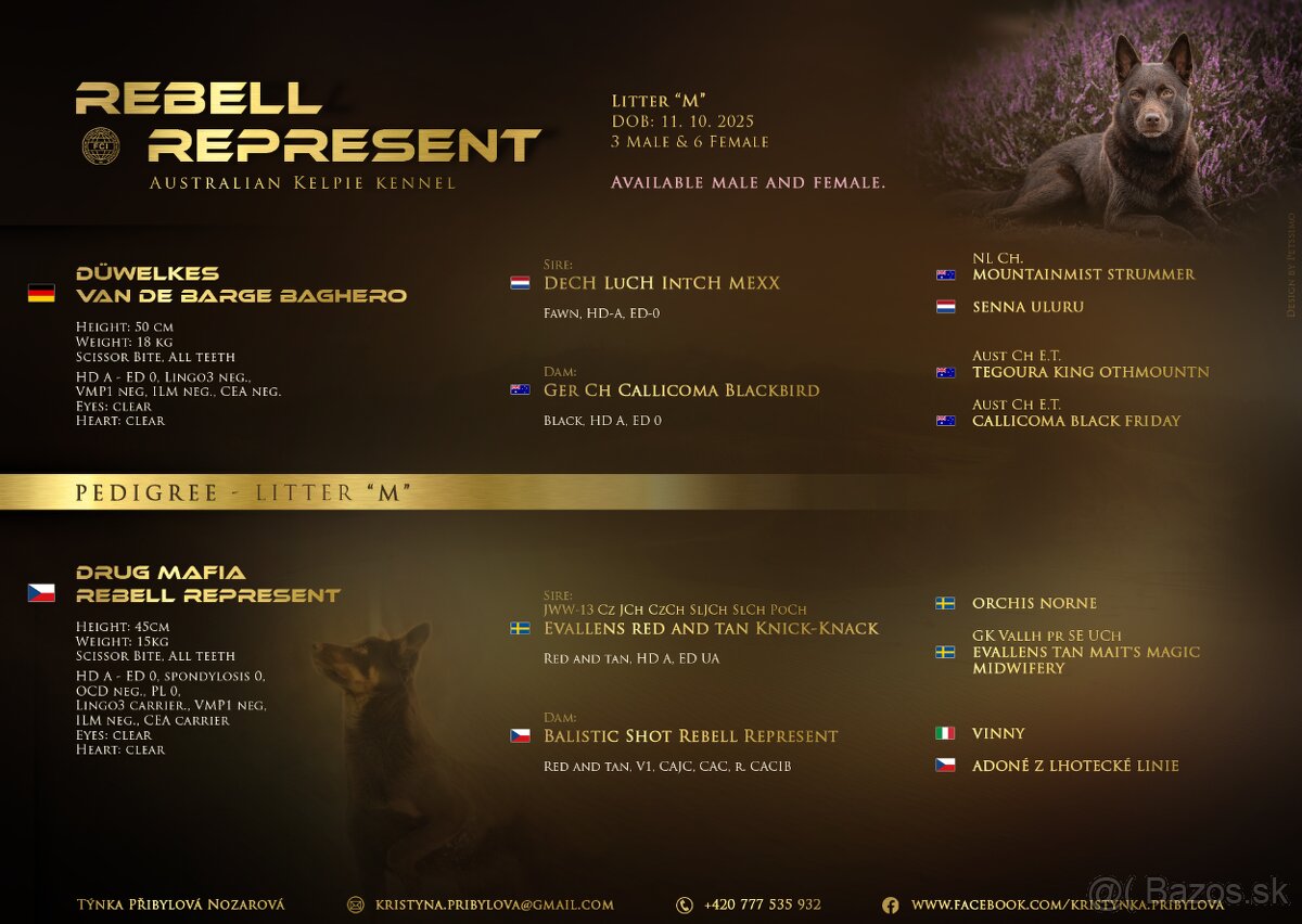 Australská kelpia - 9