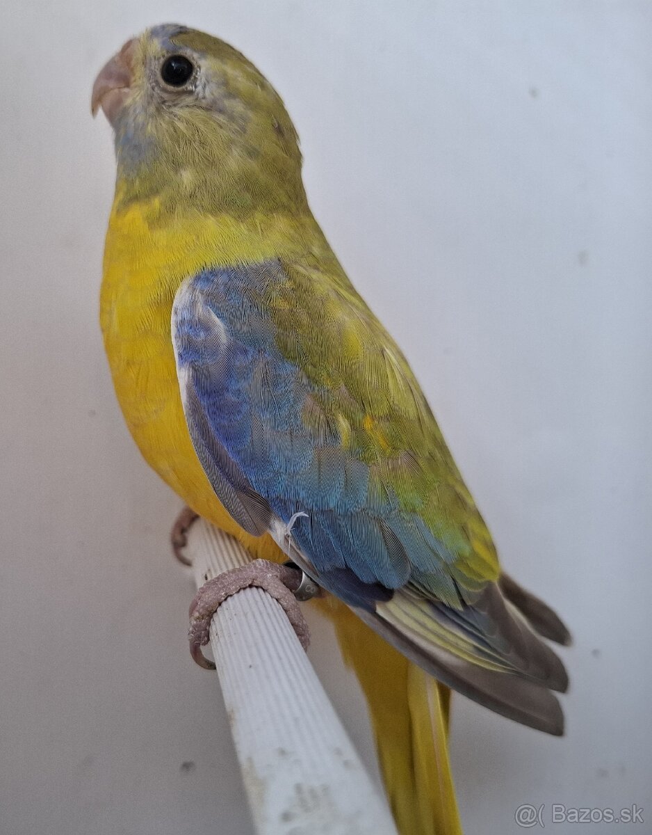 Neoféma tyrkysová žltobruchá - 9