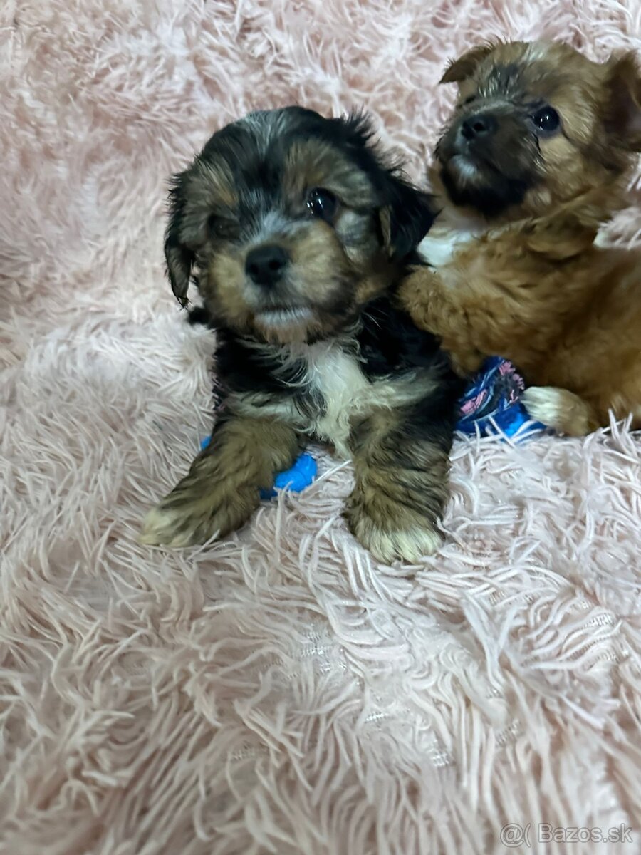 Yorkshirsky termín - 9