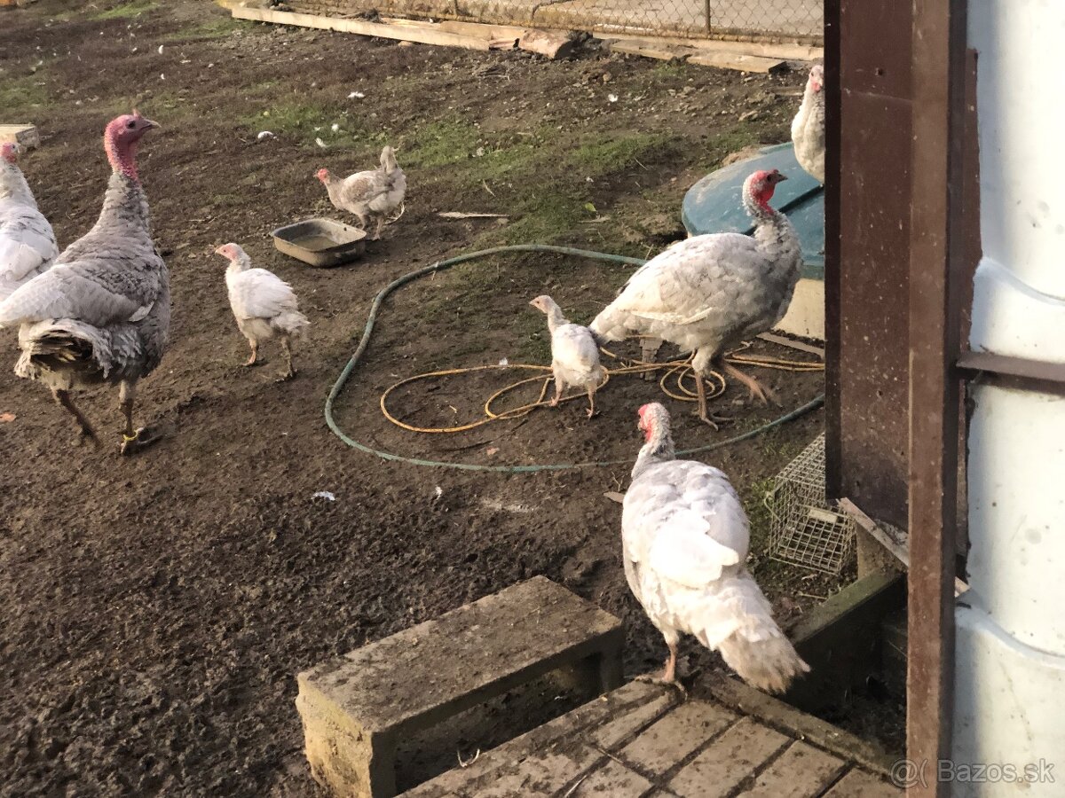 Morka Česká šedá bielolemovaná predaj - 9