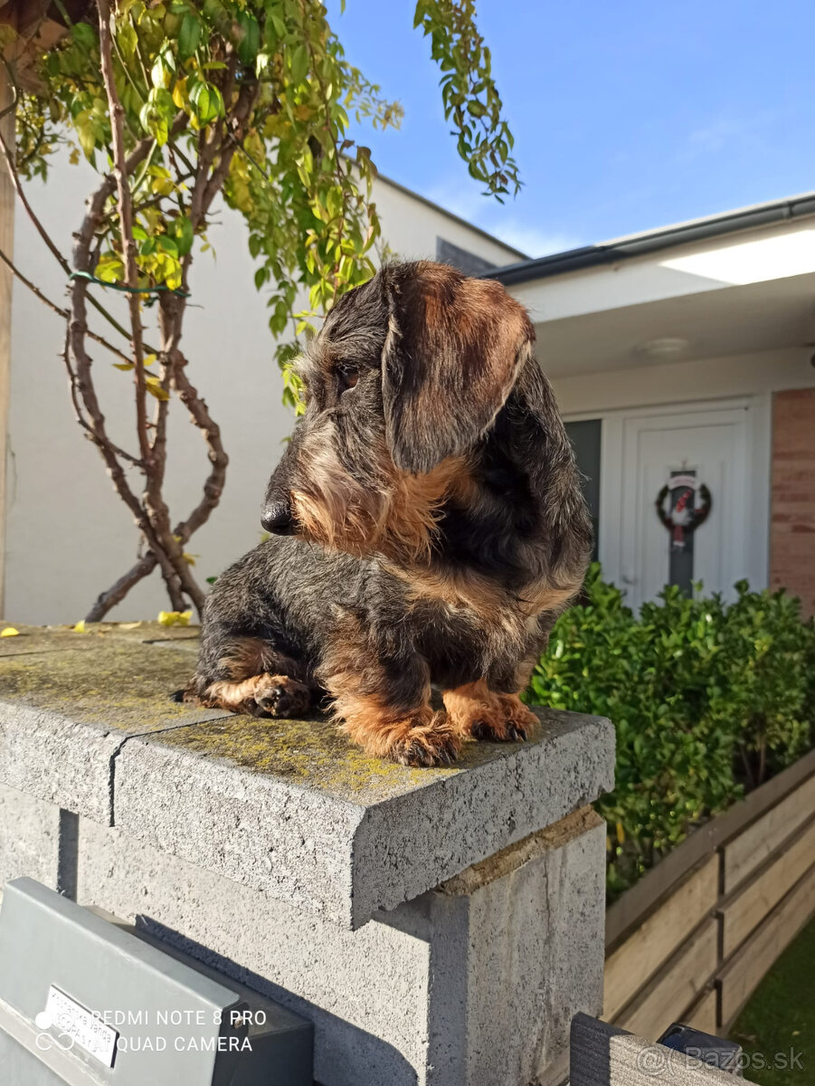 Jazvečík hrubosrstý trpasličí - králičí s PP - 9