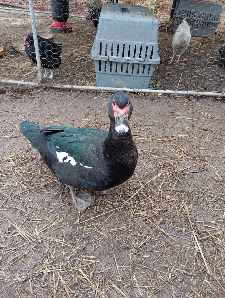 Čínske kačky 7 ks - 9