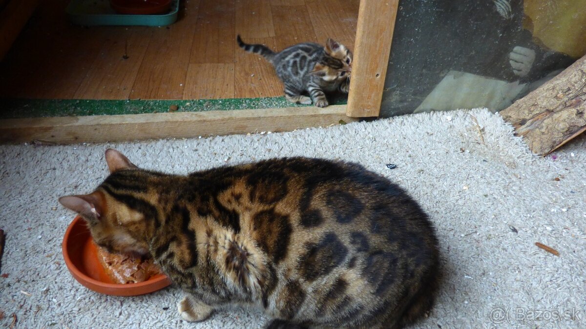 PONUKAM K ODBERU BENGALSKE MACIATKA - 9