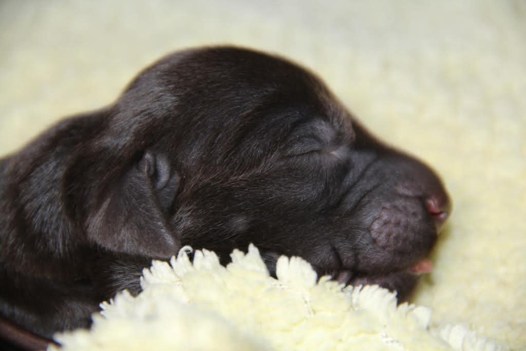 Flat coated retriever - 9