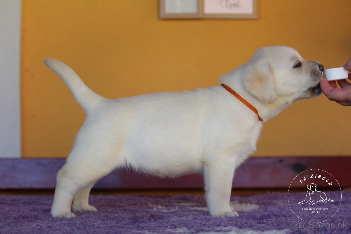 Labrador s rodokmeňom pôvodu - 9