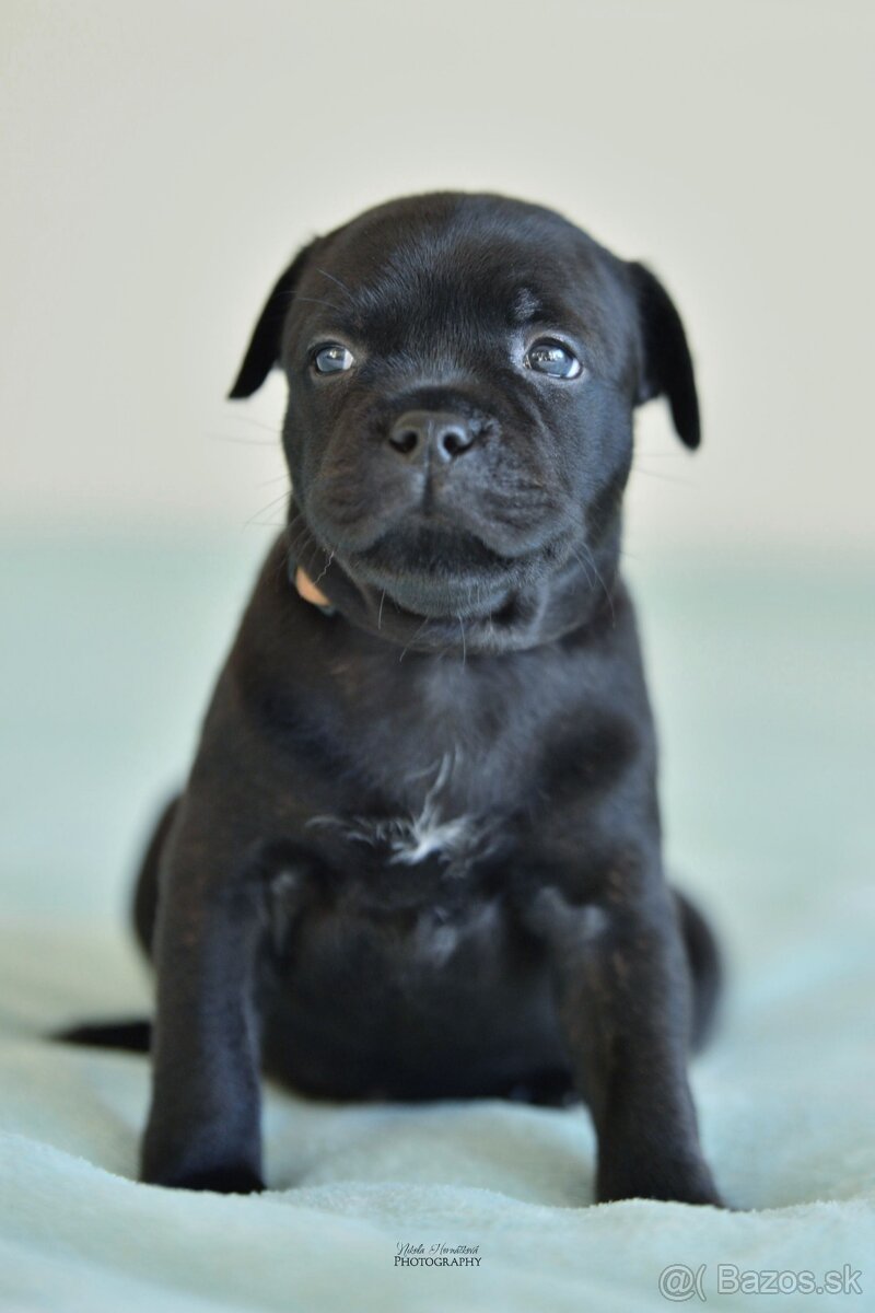 Staffordshire bullterier s pp FCI - 9