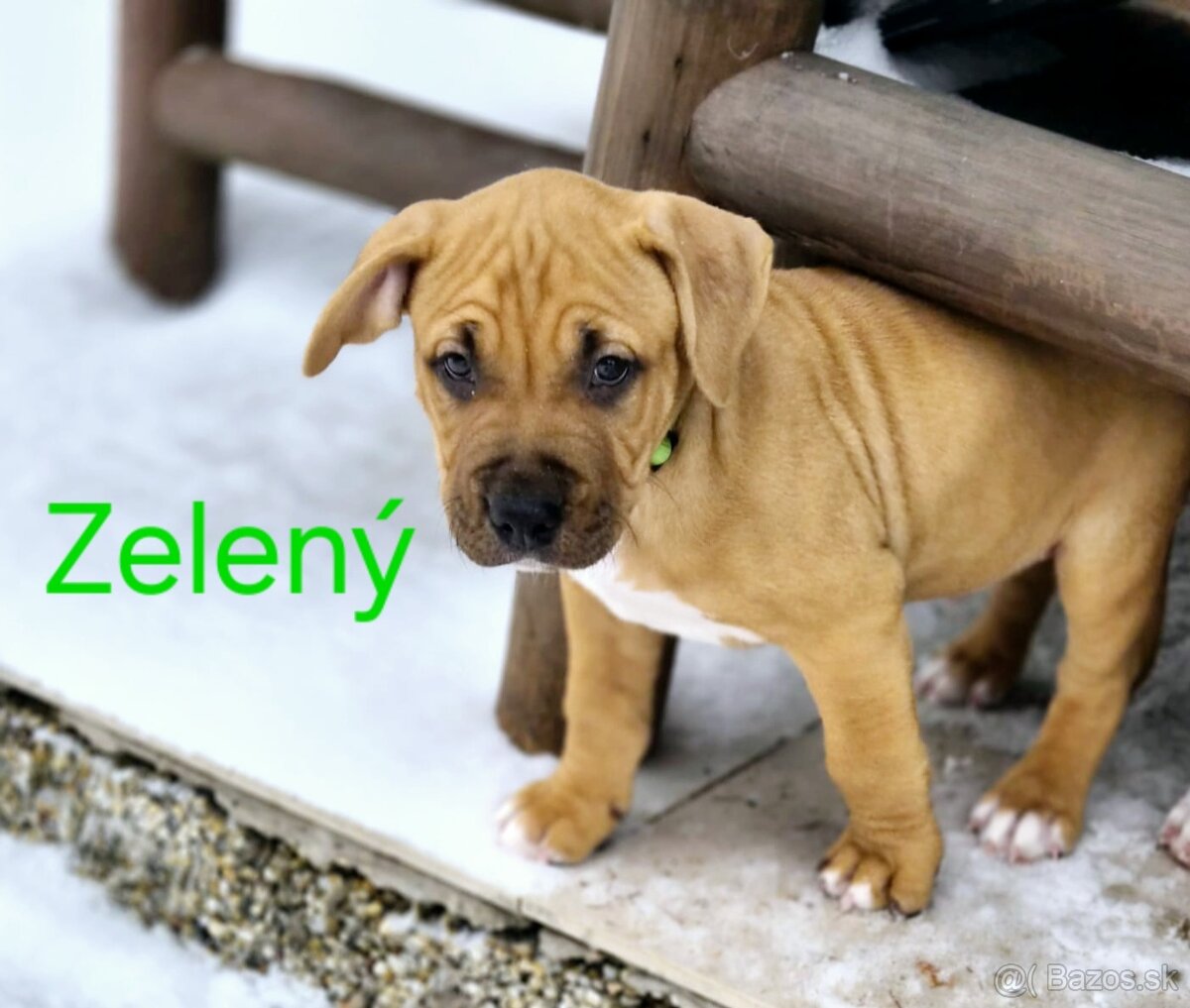 Americký stafordširský teriér - 9