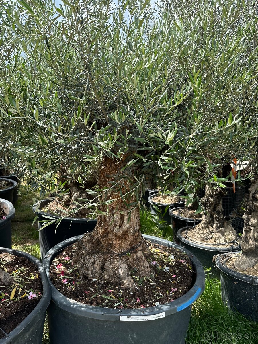 Predám Olivy Bonsai - 9