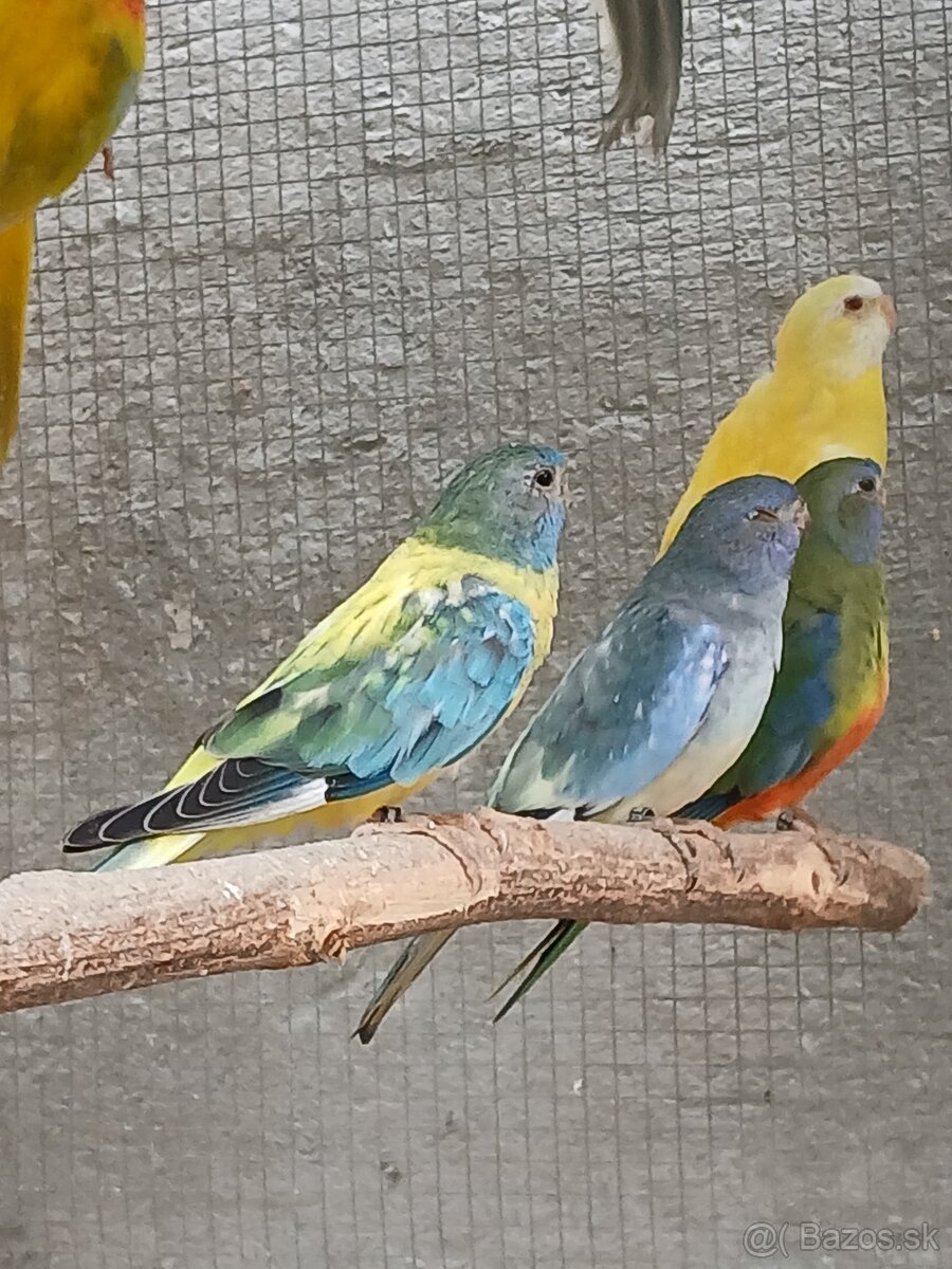 neofema modrohlavá - 9