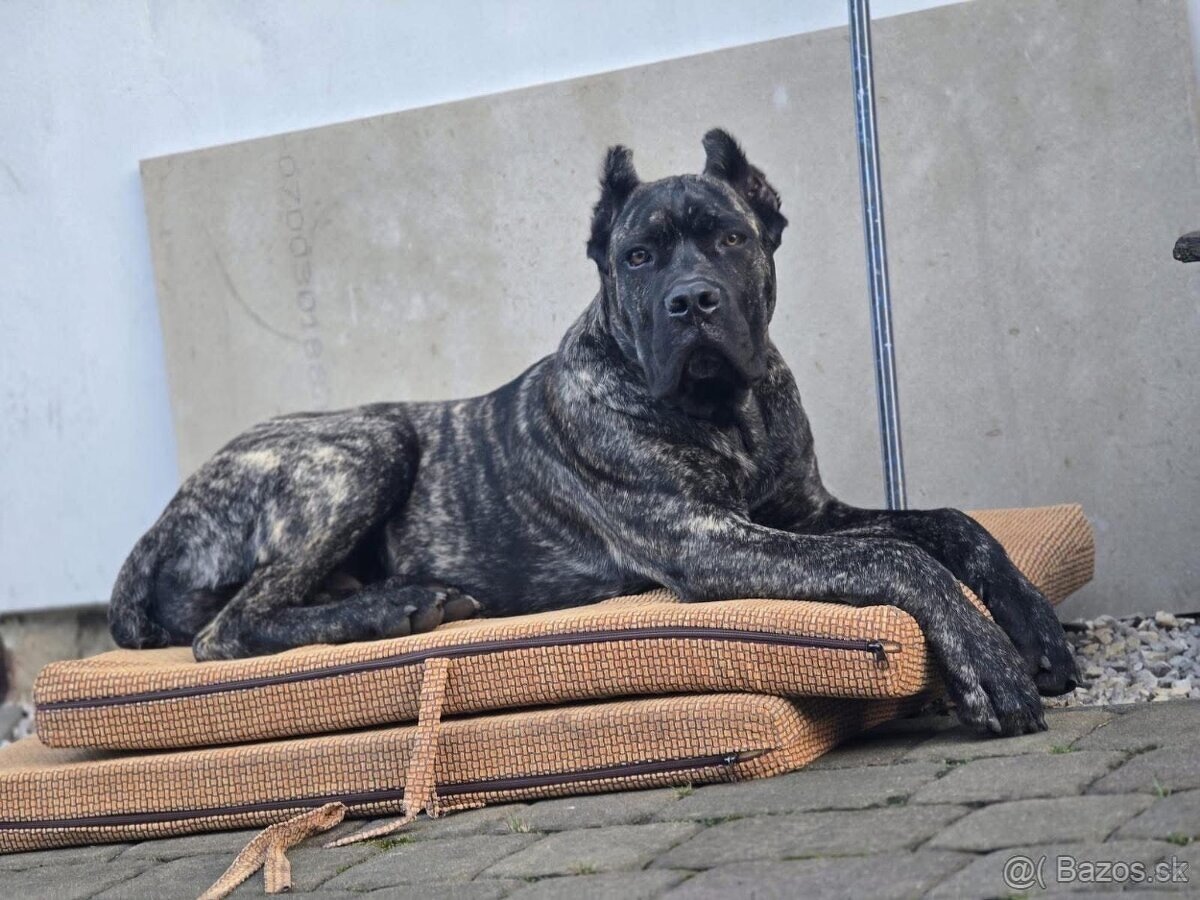 Cane Corso s PP FCI - SAMEC - 9