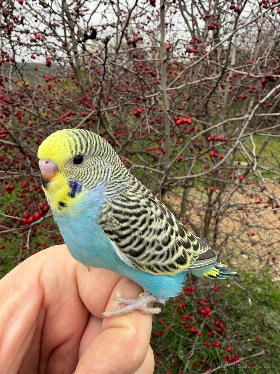 Andulka Maznačik - 9