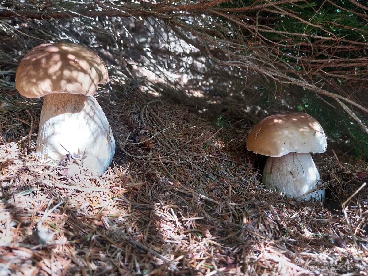 Sušené hríby smrekové, dubáky - 9