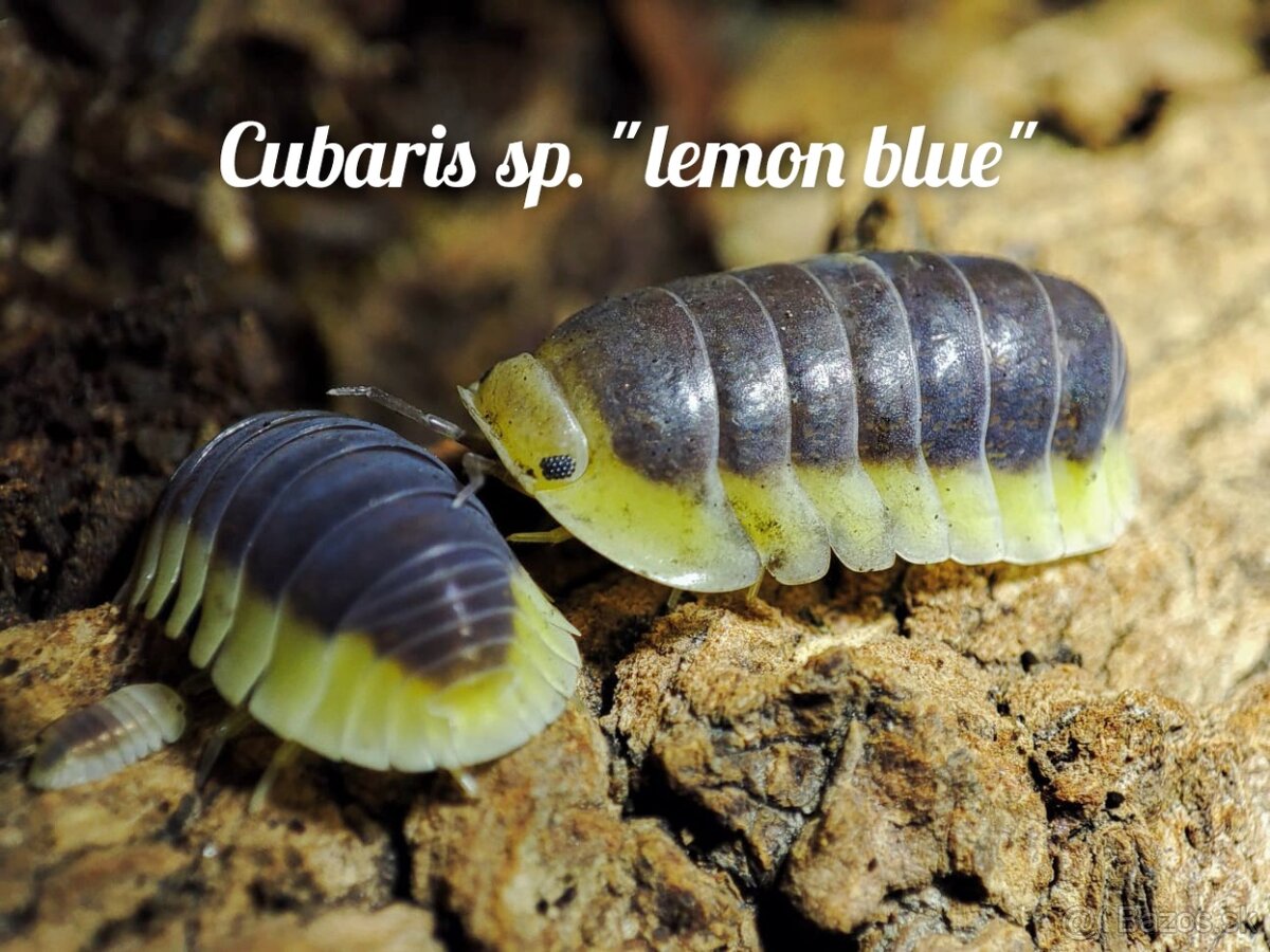 ❤️Exotické isopody - 9