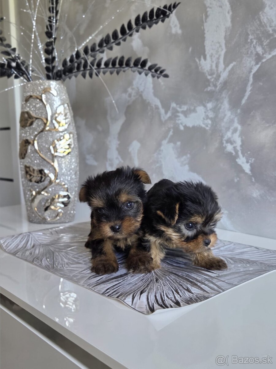 Yorkshirsky terier - 9