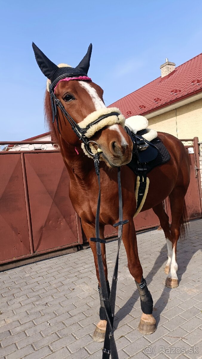 Prenájom kobyly - 9