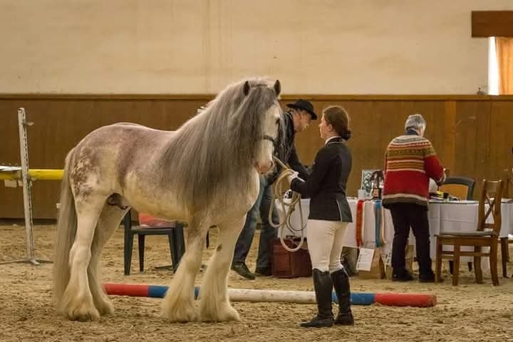 Drum horse hřebec - 9