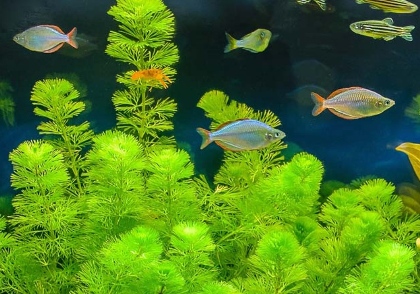 Akvarijne rastliny+Krevetky 12ks - 9