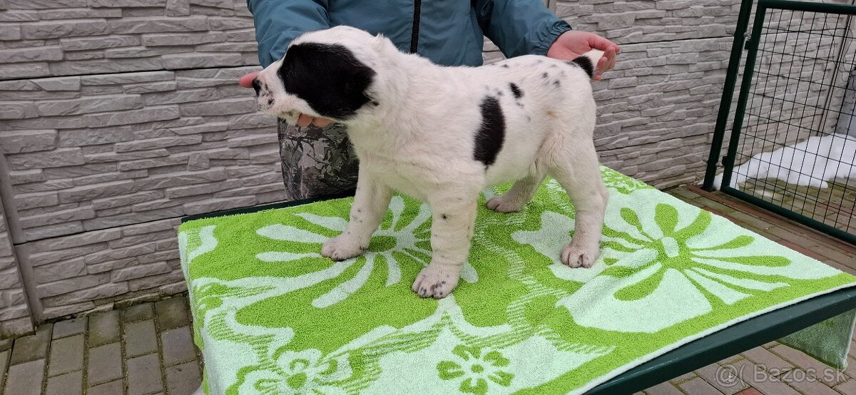 Stredoázijsky ovčiak - 9