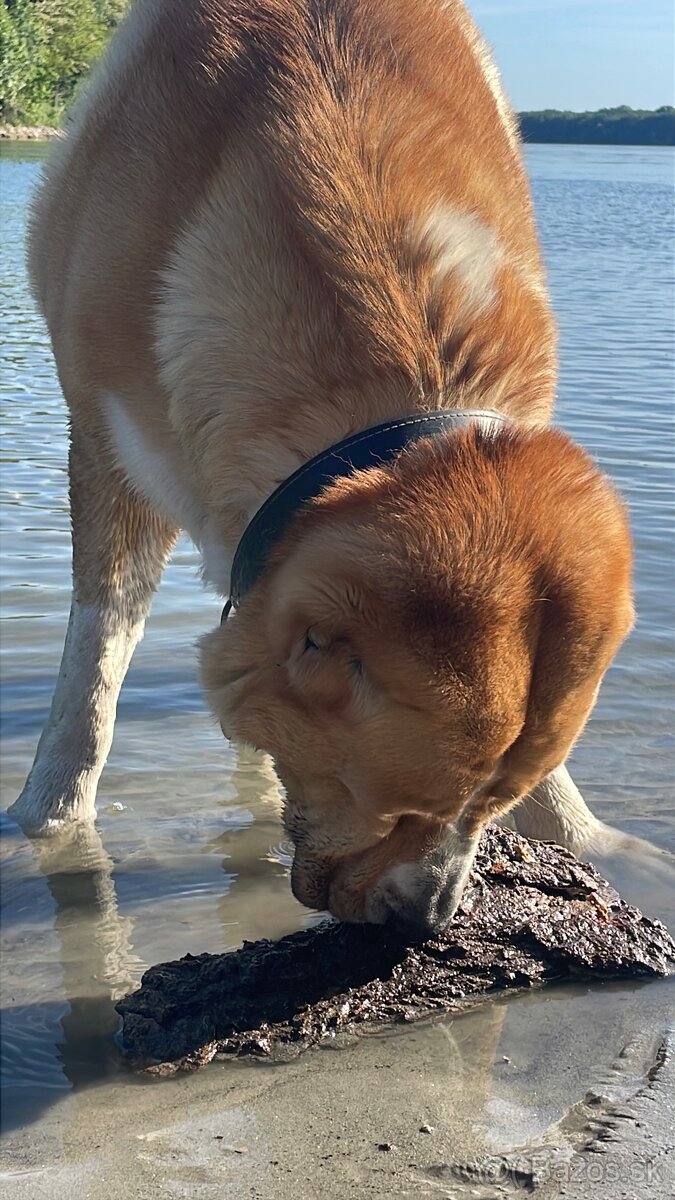 SAO Stredoázijský ovčiak Stredoazijsky ovčiak - 9