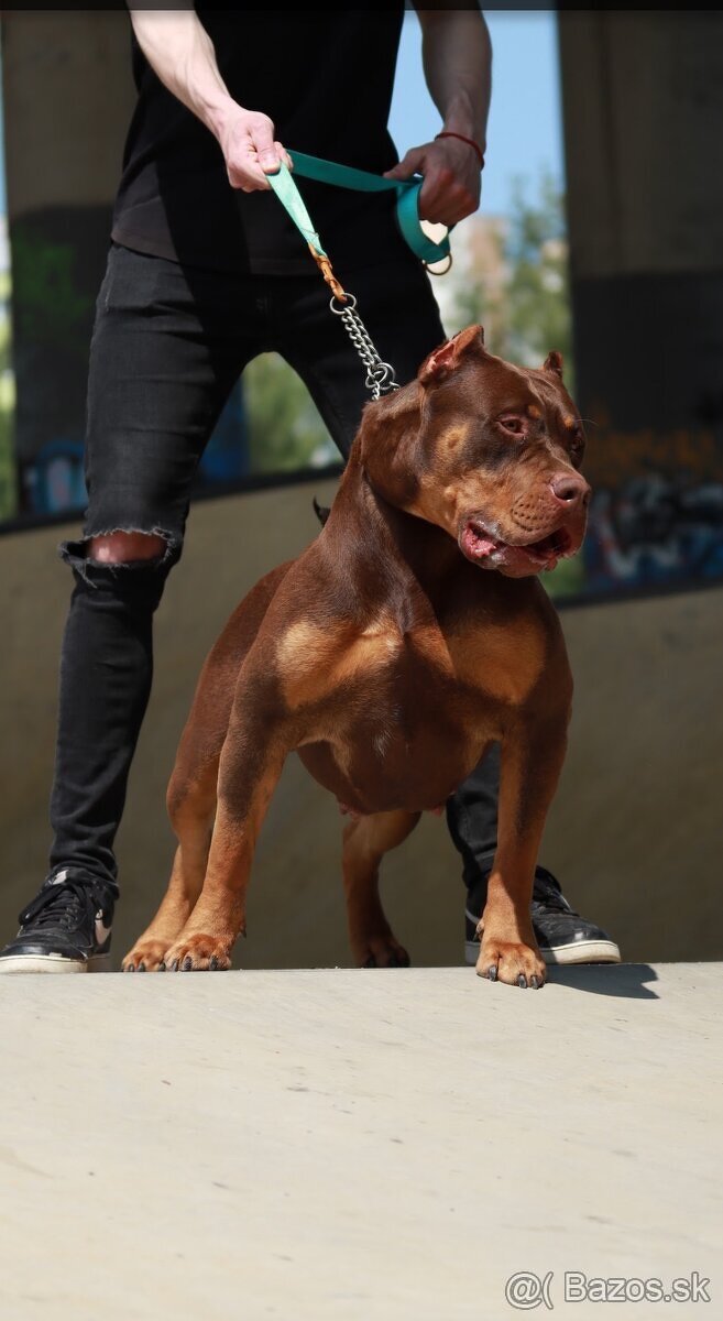 American bully XL, pitbull xxl - 9