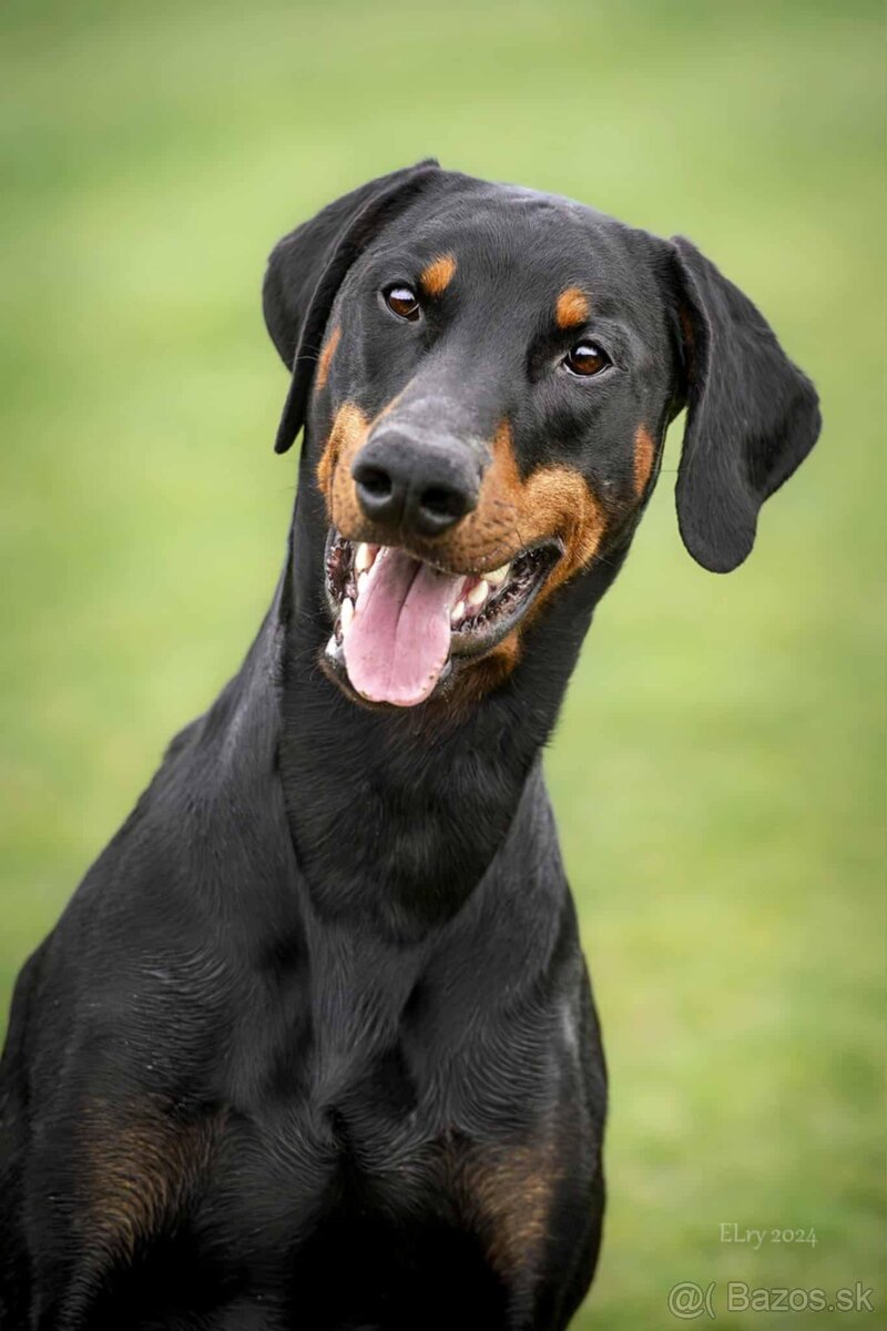 Doberman - štěňata s PP, možnost rezervace - 9