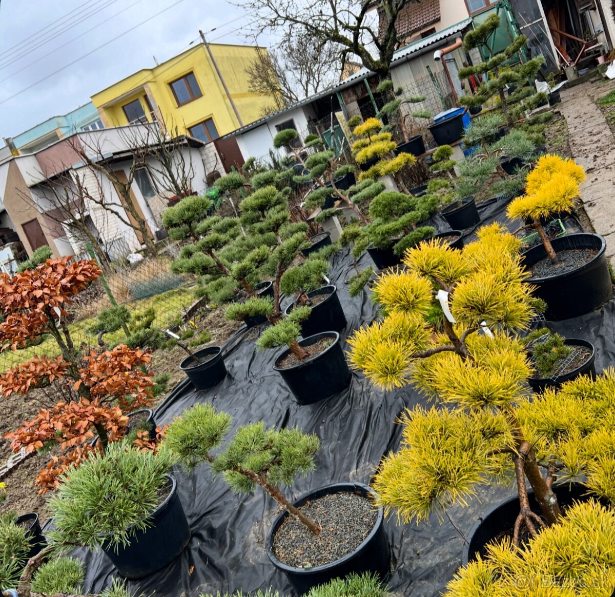 Záhrady v Japonskom štýle - 9