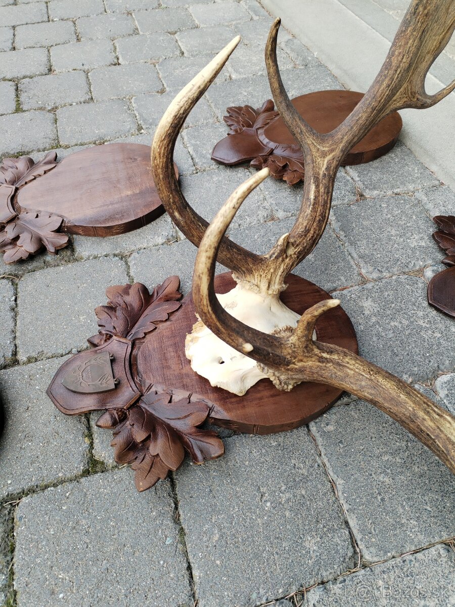 Trofej daniela +podložky - 9