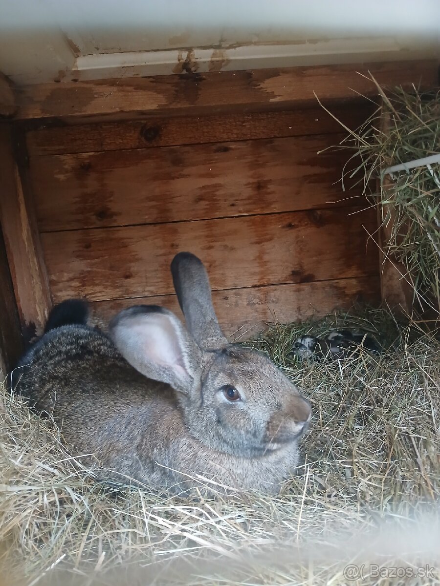Predám králiky /zajace - 9