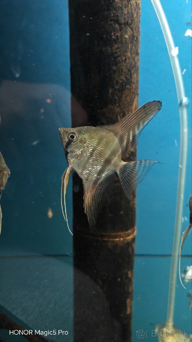 Americké cichlidy - 9