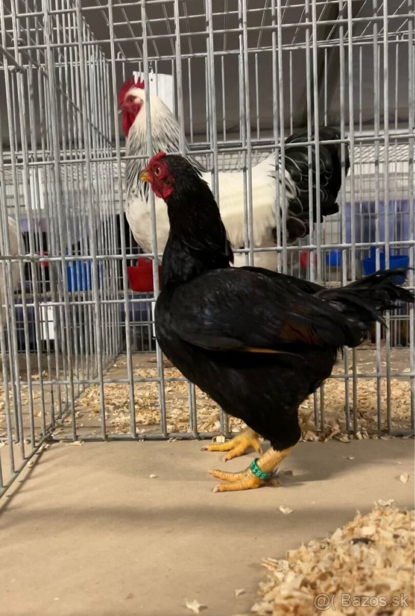 Zdr. Indická bojovníčka bažantia hnedá - 9