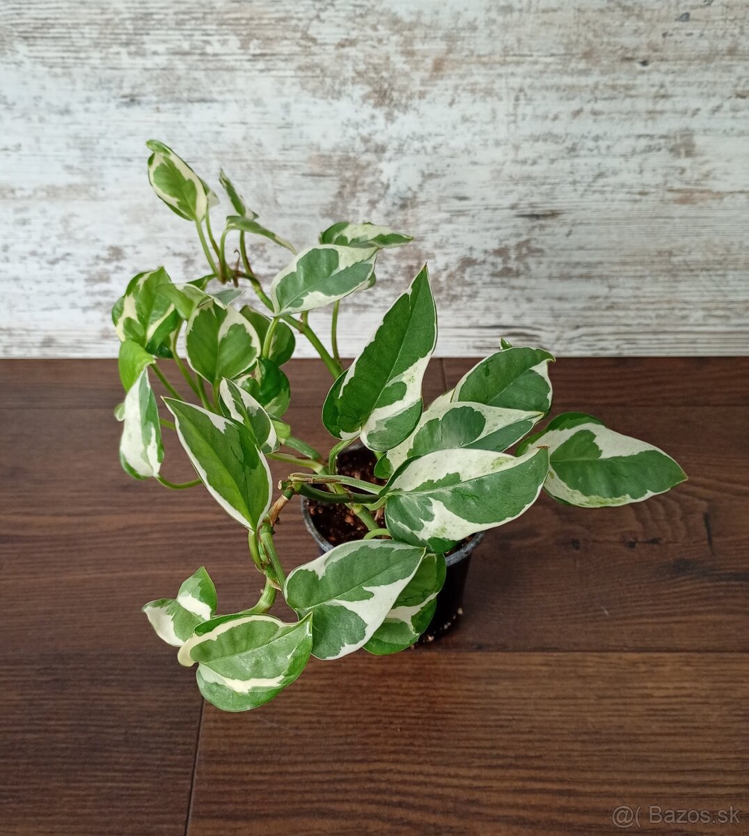 Izbové rastlinky - 9