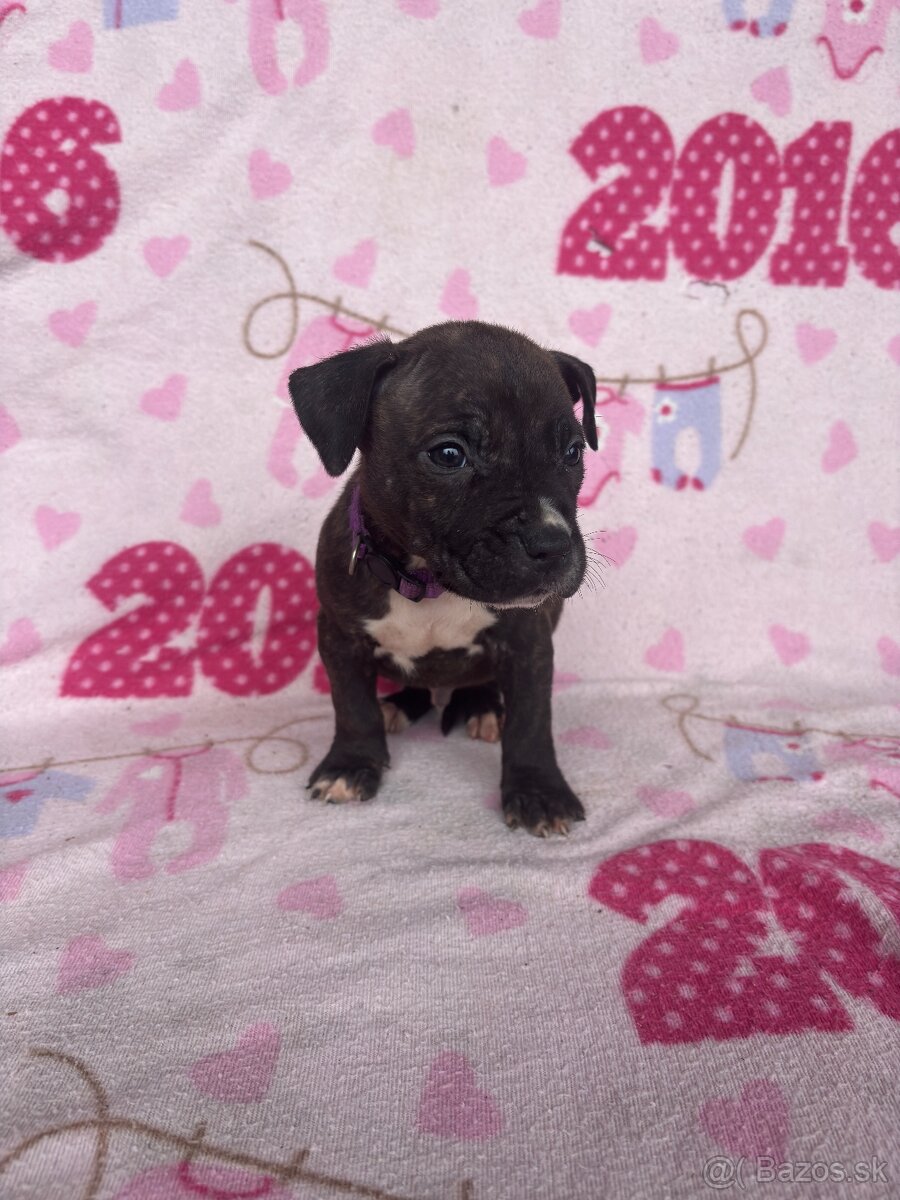 Americký stafordsirsky terier, Stafford, amstaf - 9