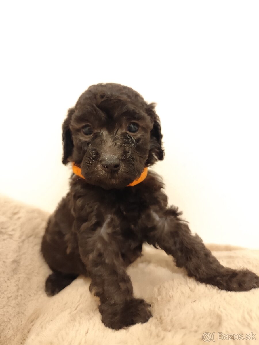 Pudel trpasličí - 9