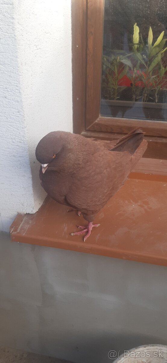 Americký King 2024. - 9