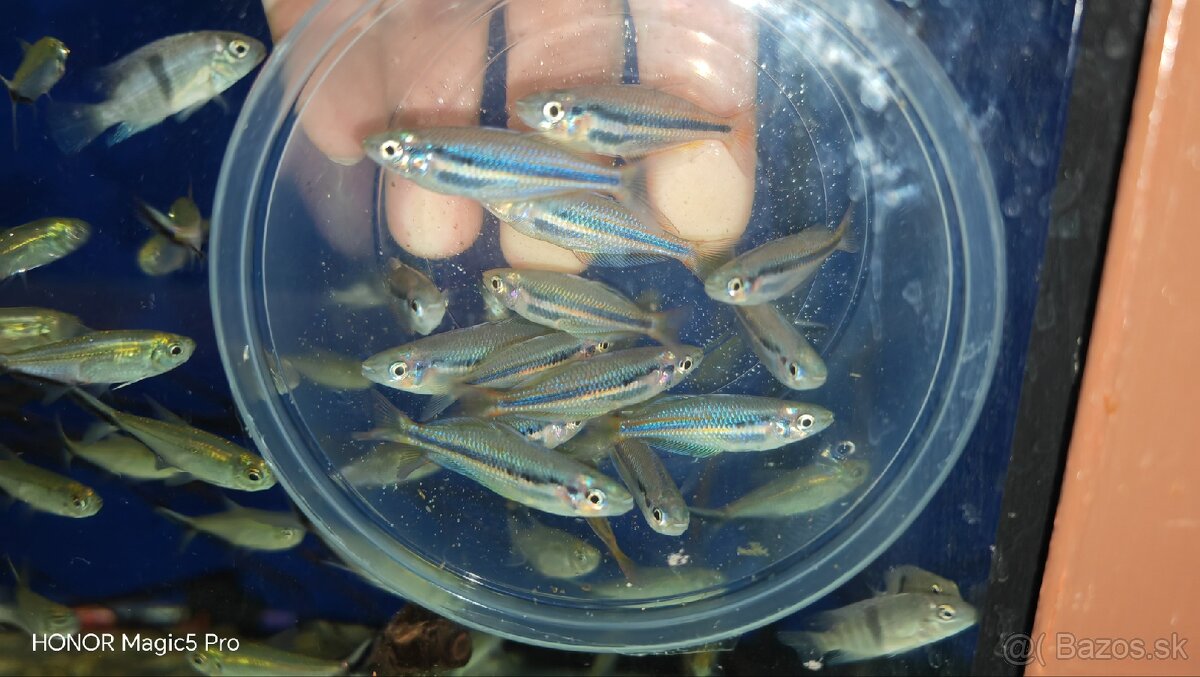 Akvariové ryby (raritky) k odberu - 9