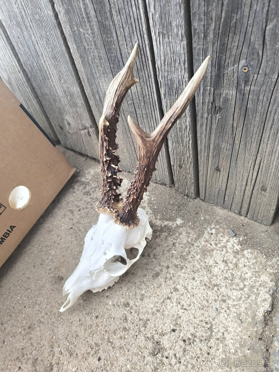 Zhody, parohy, parozie,trofej - 9