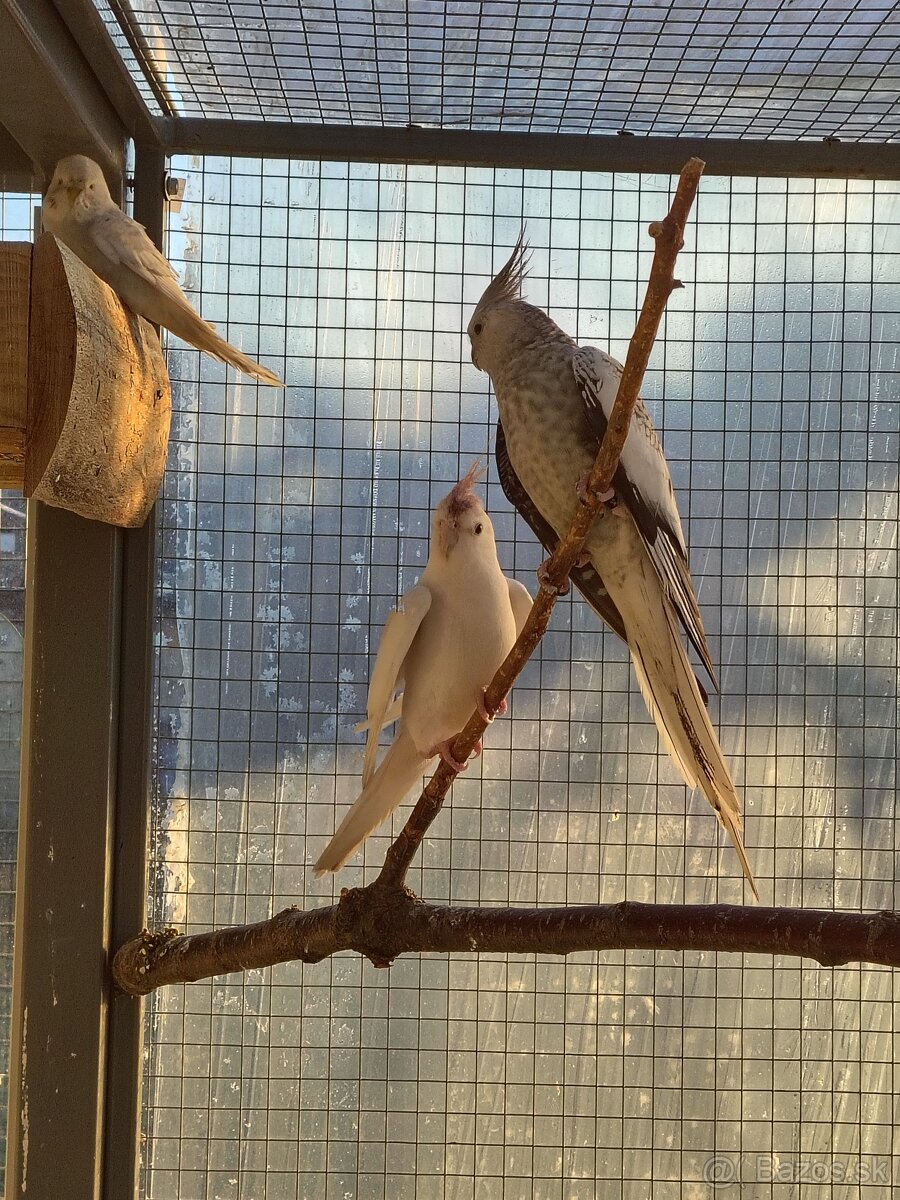 Predám papagáj spevavy korela a andulky - 9