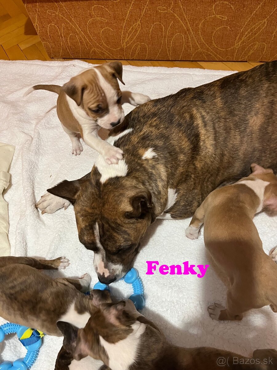 Americky Stafordšírský Terier šteniatka - 9