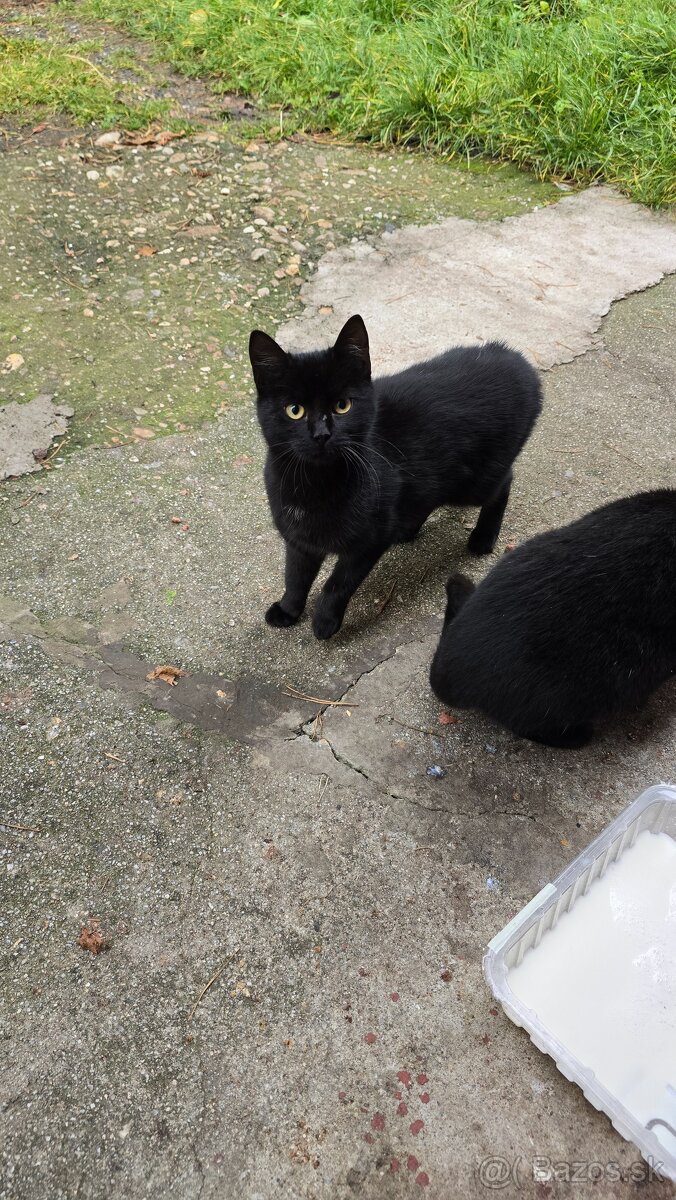 Darujem mačičky - 9