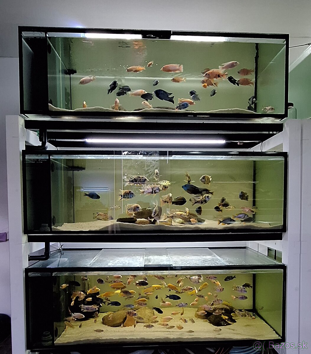 Africke cichlidy malawi - 9