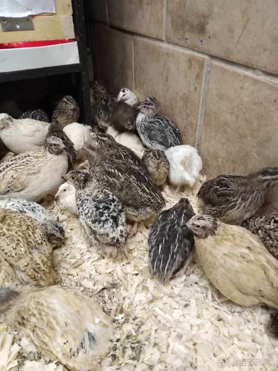 Japonské prepelice - 9