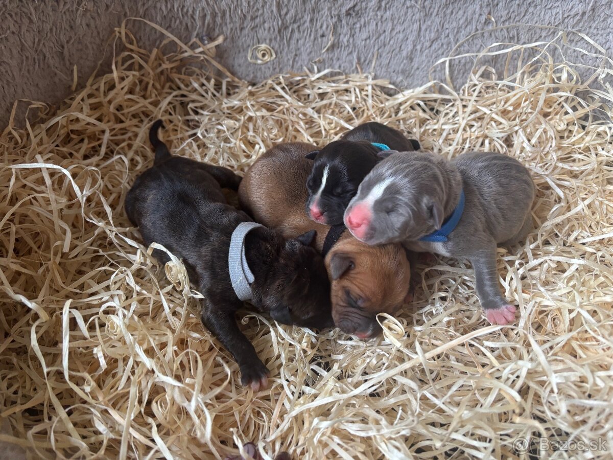 Americký stafordsirsky terier, Stafford, amstaf - 9