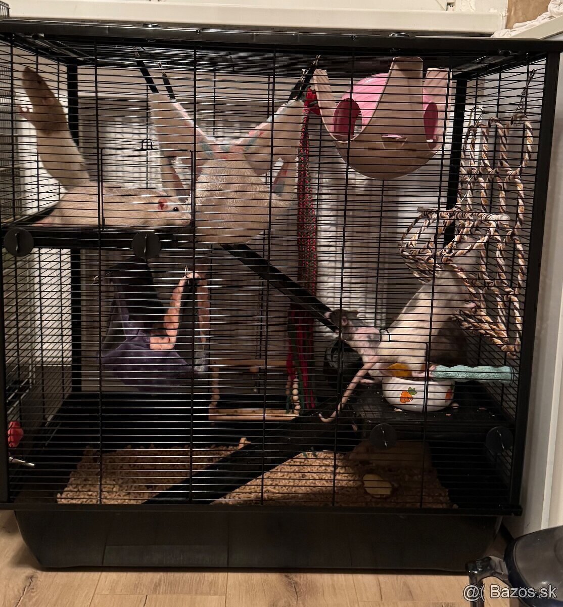 🧸 potkan, potkaníky s vp 🤎 - 9