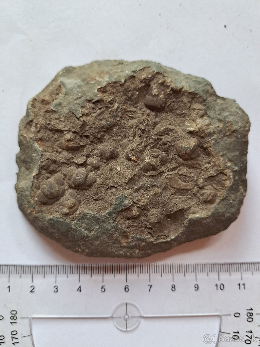 Zbierka fosílií - 9